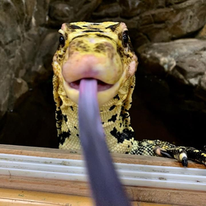 The Reptile Zoo