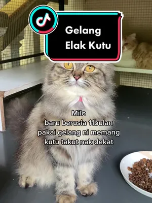 Semua kucing sis pakai gelang ni RM1 je bos 😃jom beli  #gelangkutu #rose #fyp #foryourpage #fypmalaysia #fypシ #racuntiktok #kucing #meow #kucingmalaysia #domesticlonghairedcat #domesticlonghair 