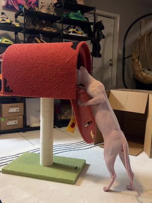 Safe to say Mew loves his new Cat Tree from Happy & Polly 🥹 #cattree #happyandpolly #sphynx