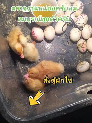 #ตู้ฟักไข่ #ตู้ฟักไข่อาร์มใจดี #ไก่ชน #เป็ดอี้เหลียง #เป็ดอี้เหลียงกึ่งเนื้อกิ่งไข่ 