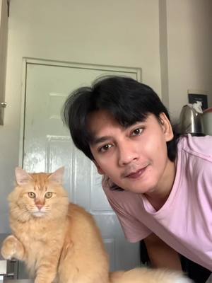 Kucing Oren IQ di atas rata rata.