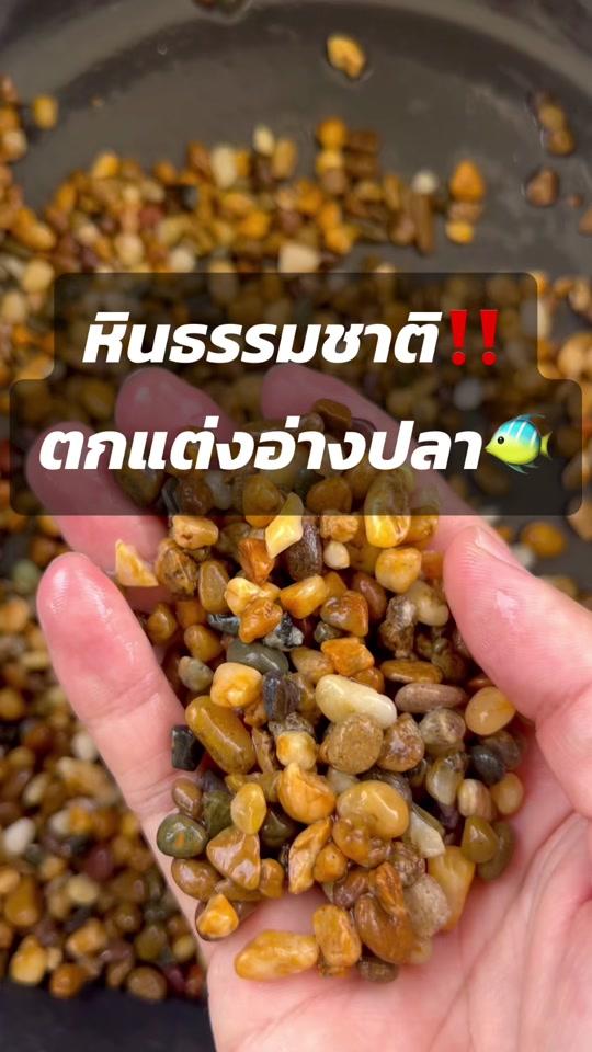 หินธรรมชาติ ตกแต่งอ่างปลาสวยงาม #หินธรรมชาติ #หินตกแต่งตู้ปลา #อ่างปลา #อ่างเลี้ยงปลา #ปลาสวยงาม #เลี้ยงปลา #เลี้ยงปลาสวยงาม #อ่างปลาหน้าบ้าน #ปลาสวยงามน่าเลี้ยง #ตกแต่งตู้ปลา #ธรรมชาติ #ระบบนิเวศจําลอง 