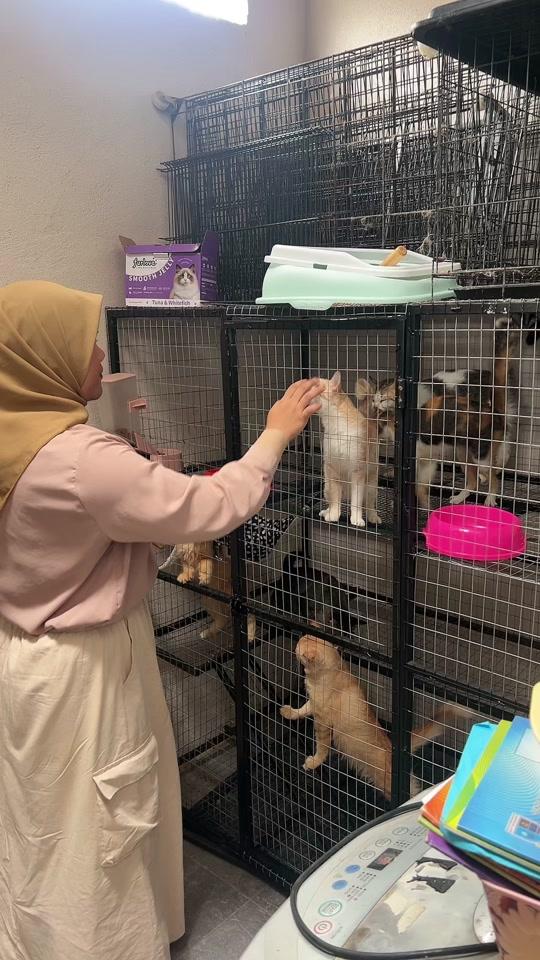 Tengok mama sempoi pun ng kucing die makan furlove wet food .. mantap la kucing2 mama