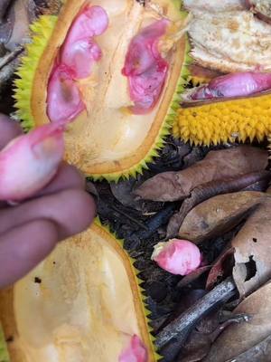 Alhamdulilah madu terbaik hasil carian sendiri dijual sendiri tanpa orang tengah 