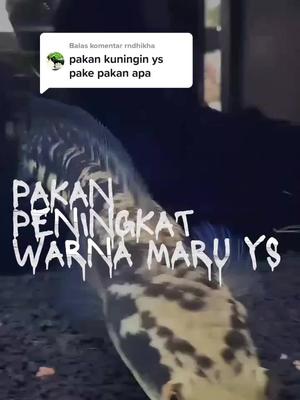 Membalas @rndhikha #pakanchanna #chanays #chanayellowsentarum #chanamaruyelowsentarum 
