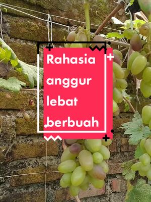 ini nih rahasia anggurku berbuah lebat. kalian wajib cobain ya. @infarmid #infarm #infarmid #kebuninfarm 