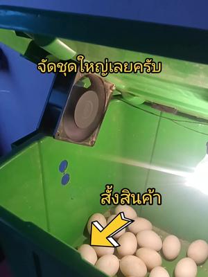 #ตู้ฟักไข่ #ตู้ฝักไข่ทําเอง😁😁 