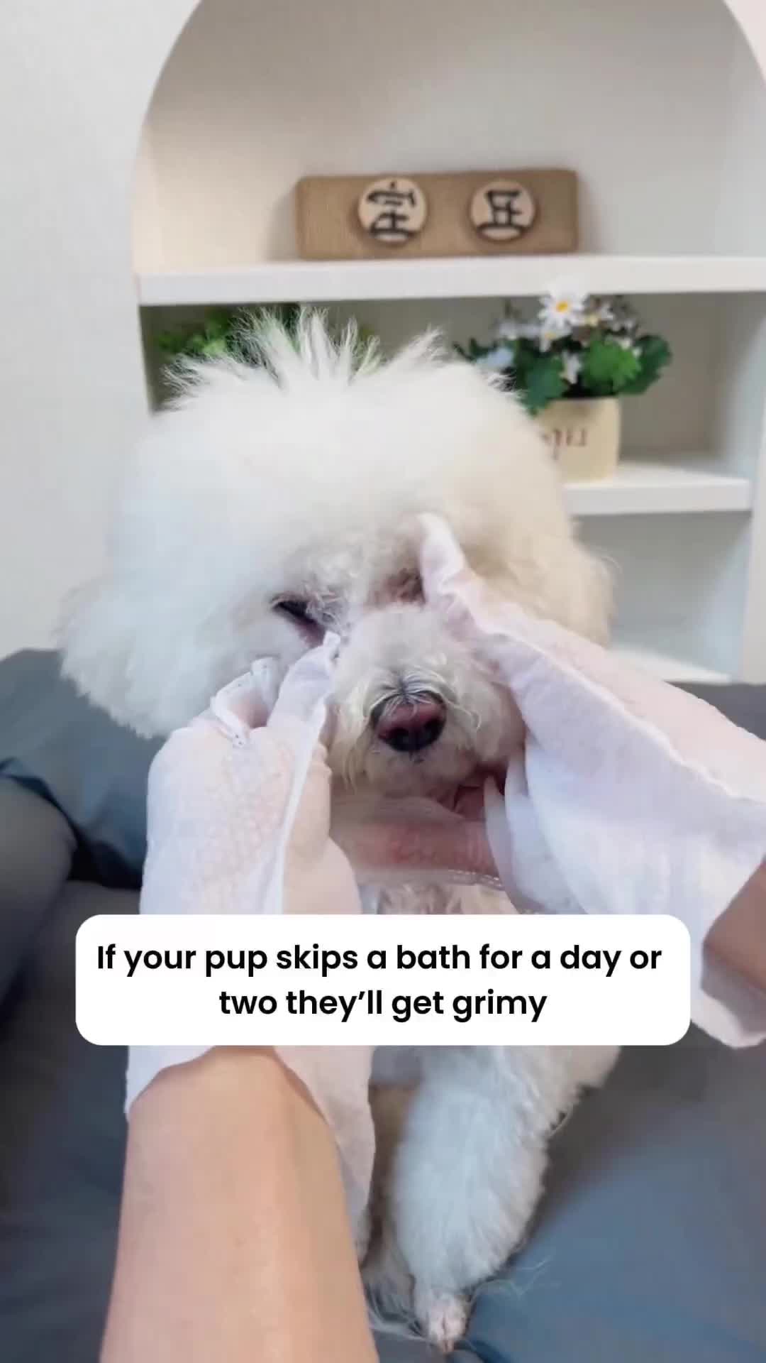All-in-One No-Rinse Cleaning Gloves: Say Goodbye to Dirty Dogs!#pet #dog #cats #petcare #petglovewipes #petsupplies #petproducts #petearcleaner #garfeeldaddy 