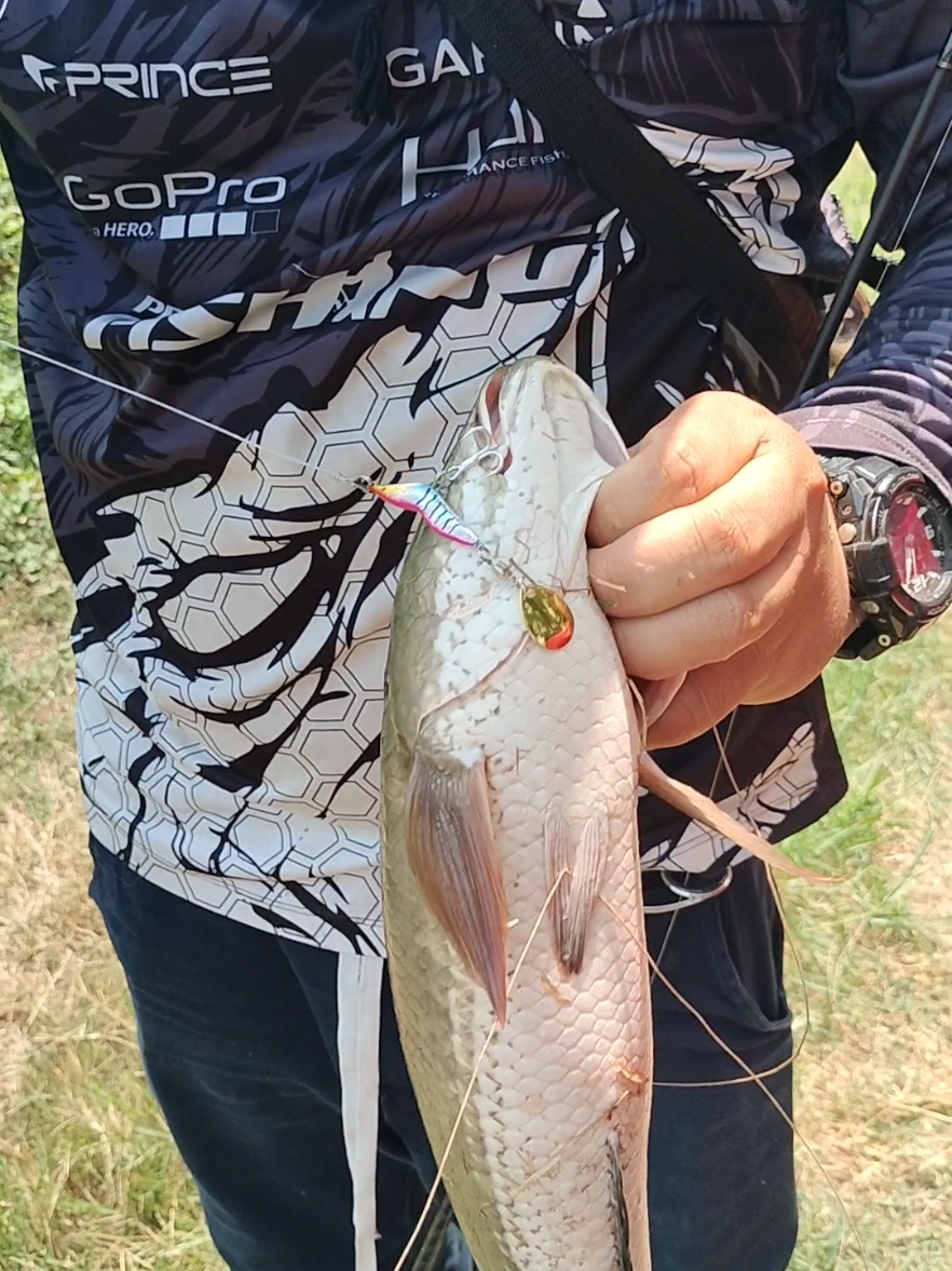กุ้งใบหลิวงานบ่อ#fishing #tiktok #ชอบตกปลา 