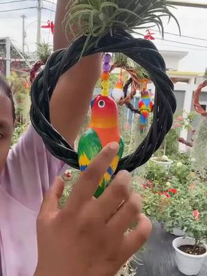 Pokok Jangkut ini senang dijaga, sesuai untuk semua! Warna pokok ini memang takkan hilang.