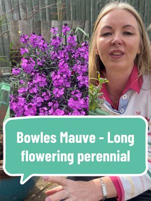 This is the longest flowering perennial plant in my garden - 9 months of flowering!  Every year this one is an absolute delight, it just flowers its socks off and is one of the lowest maintenance and hassle free plants ever!  It’s award winning with the RHS AGM, it’s completely worthy of a place in your garden.  Not only do you get months of fabulous blooms that invite the pollinators into your garden, it also boasts evergreen foliage too,  If you don’t have it already, you’re a busy gardener, or maybe a beginner gardener - this is a fantastic option. Go on; give it a try - you’ll thank me when you realise how awesome it is 😁 #plants #plantsoftiktok #plant #planttiktok #planttok #tiktokmademeplantit #tiktokmademebuyit #gardening #gardening101 #gardeningtips #gardentok #garden #gardeninghacks #gardeningvideos #gardeningforbeginners #plantsmakepeoplehappy #plantingtime #gardeningseason #bowlesmauve #purpleflowers #purpleflower #wallflower #wallflowers #perennial #perennials #perennialflowers #perennialfloweringplants #longfloweringplants #longfloweringperennial @YOU GARDEN LIMITED 