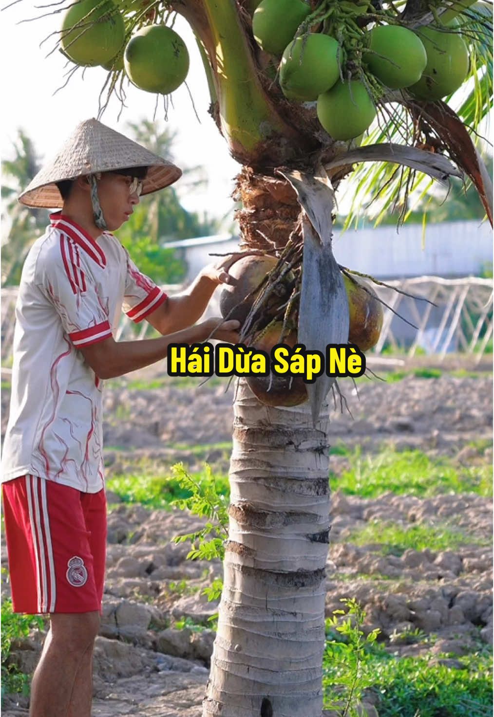 Hái Mấy Buồng Dừa Sáp Kiếm Dừa Sáp Ăn Nha #hienonha 