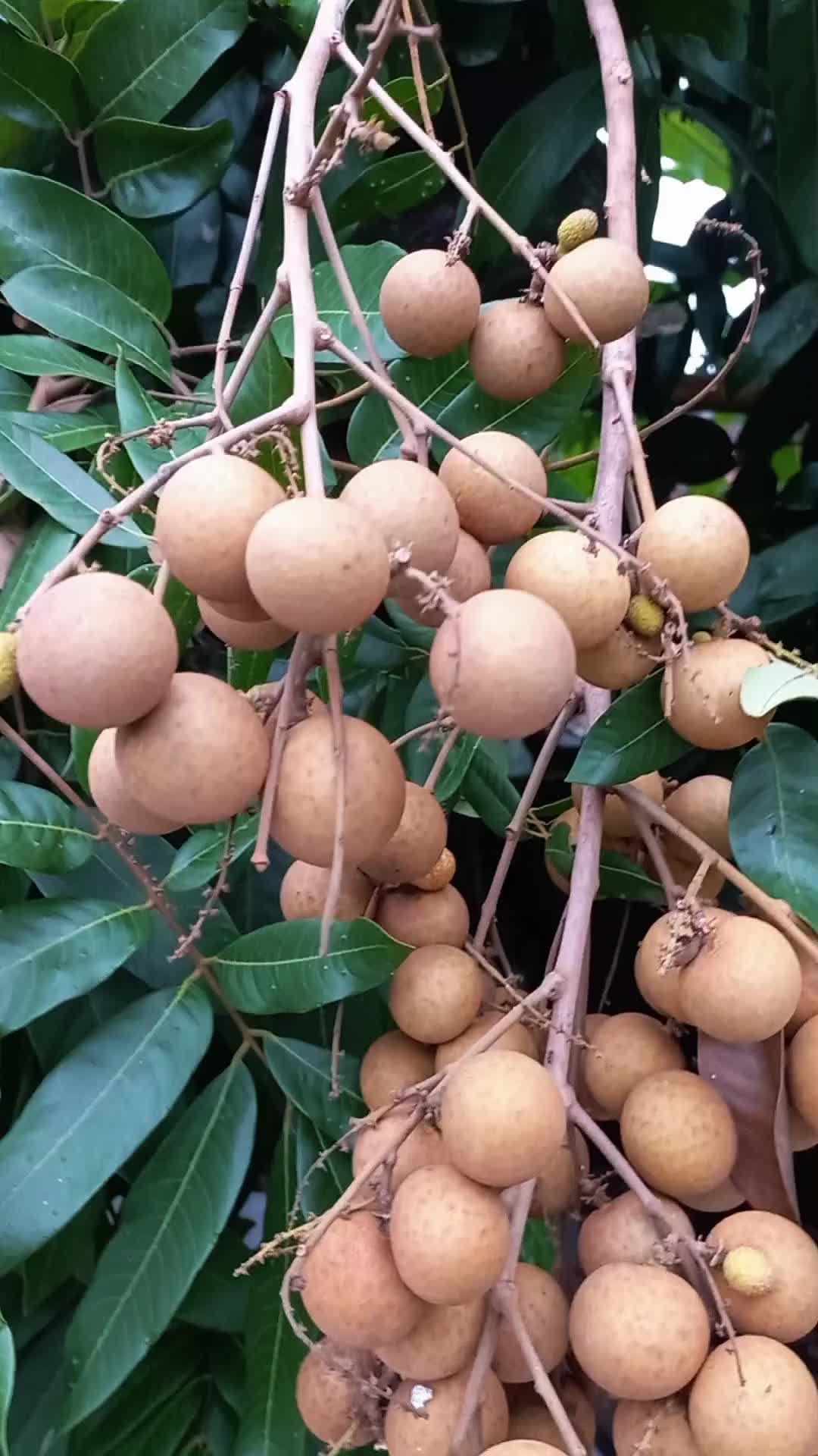 Booster kelengkeng membantu perkembangan pohon kelengkeng yang sudah lama atau sudah tua tapi tak kunjung berbuah. 