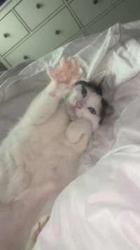 on grrrr 💅🏻#catsoftiktok #heycat #boba #fatbabby 