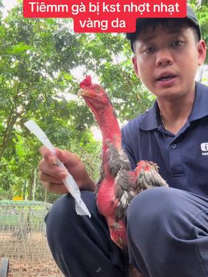 Sulfa trime #quyenbavi #?gachoivietnam🐓🐓🐓 #xuhuong #gachoivietnam #benhgachoi 