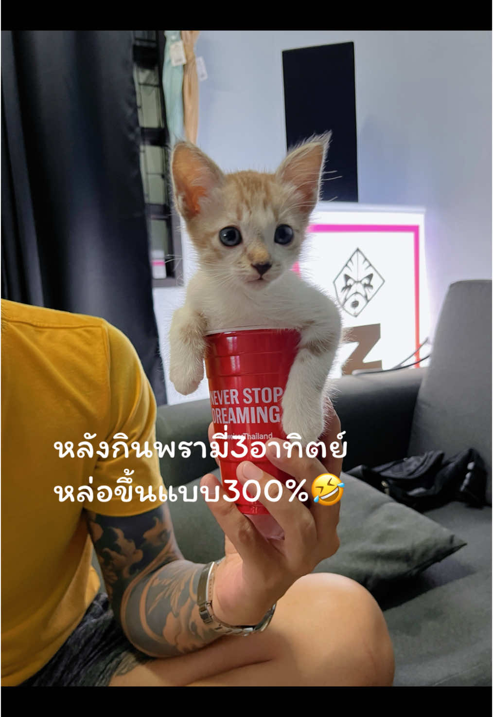 Pramyเป็นเหตุ ตัวจะแตก🤣 #พรามี่อาหารเปียก #อาหารแมวพรามี่ #แมวน่ารัก #แมวเปรตของแม่  #pramyอาหารแมว #จิมมี่