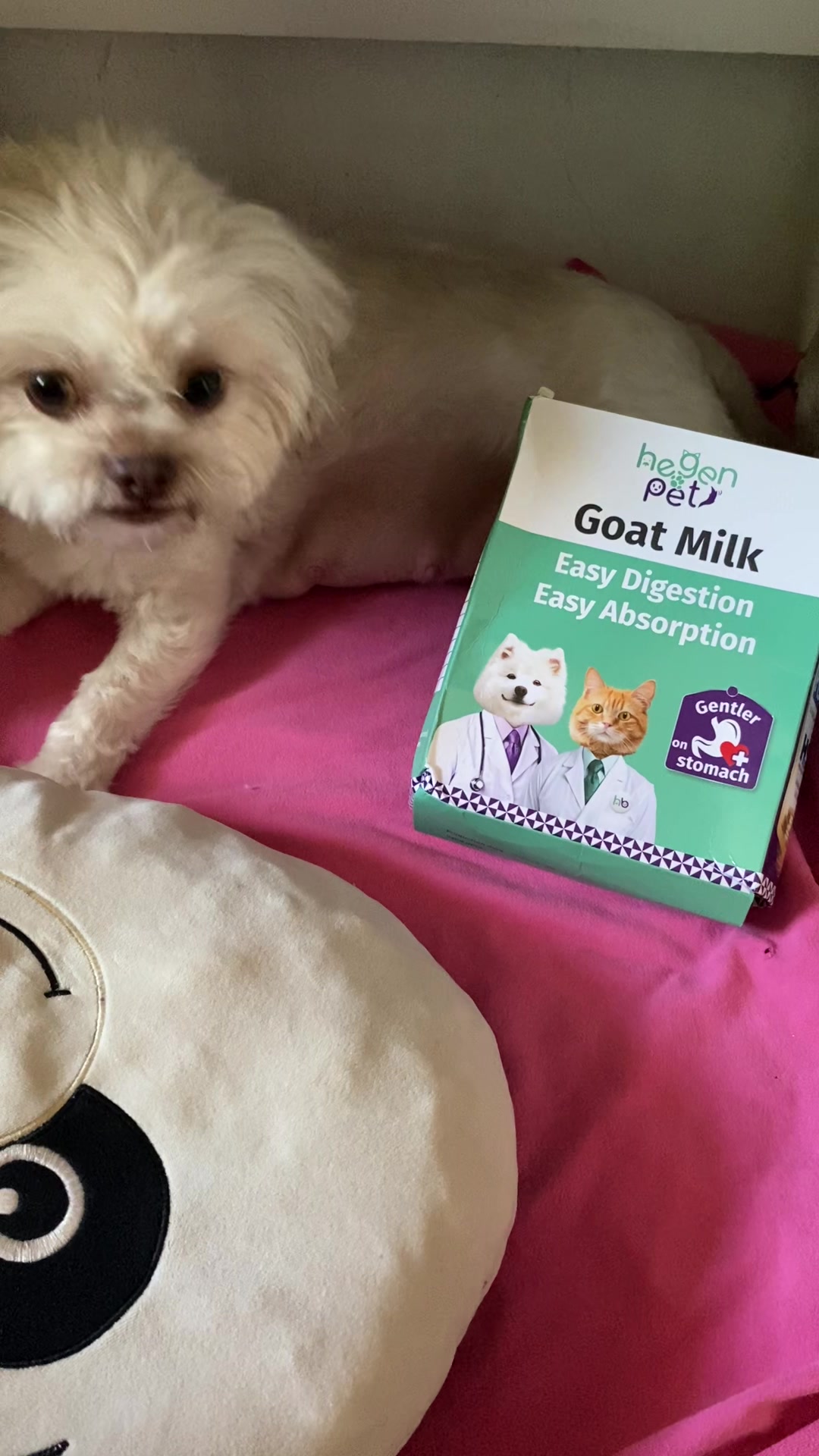 milk replacer for furbabies • specially sa may mga pups diyan and kulang milk ni mommy dog. Check my yellow basket and have yours now too#buy1takelmilkreplacer #goatsmilk #goatsmilkfordogs #milkforpets #goatsmilkforpets #iamtamara17_ 