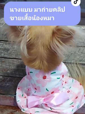 ขายของแพร๊บหนึ่งนะทุกคน ชุดที่น้องใส่ มีหลายสี วันนี้ใส่สีชมพูน่ารักๆ ดูในตะกร้าเลยงับๆ มีอาร์ มีทุกสี อิอิ #เสื้อหมา #เสื้อแมว #ชิวาวา #น้องหมา #มีอาร์คนสวย #สัตว์เลี้ยงแสนรัก #สวนสัตว์tiktok🤟🥰😘❤️ @แพรรี่ มีอาร์ ทาสหมา รักแมว @แพรรี่ มีอาร์ ทาสหมา รักแมว @แพรรี่ มีอาร์ ทาสหมา รักแมว