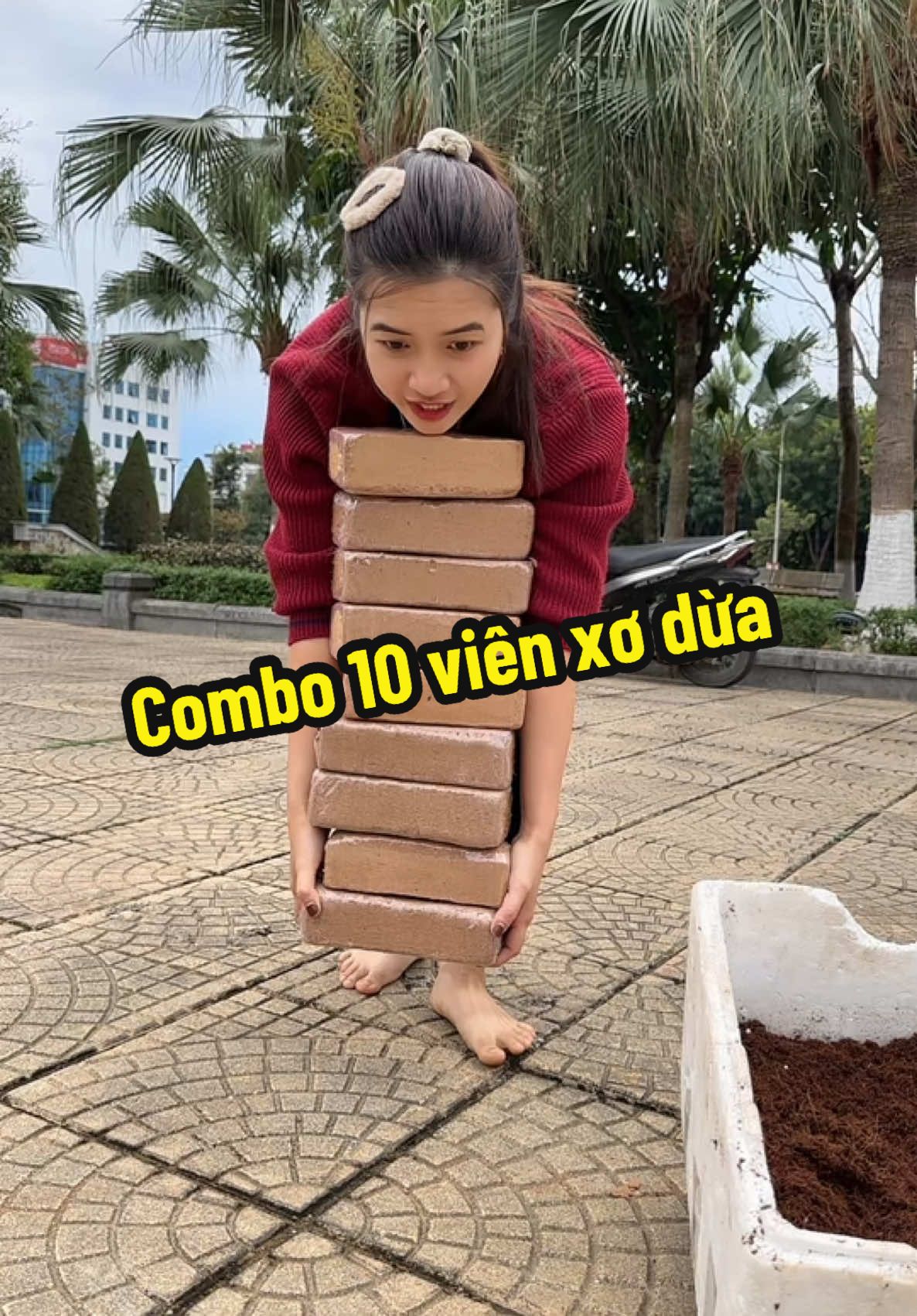 Com bo 10 viên nén xơ dừa trồng cây#trinhlunglinh3 #xodua #viennenxodua #mundua #xuhuongtiktok 