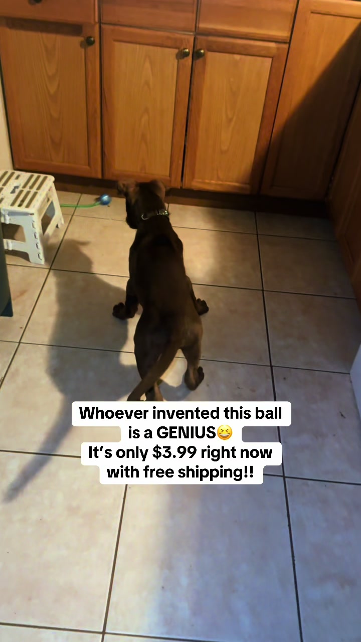 My dog will play with this ball forever!! They have a love/hate relationship 🤣 #dogtoy #tiktokshopholidayhaul #puppytiktok #doggifts #interactive 