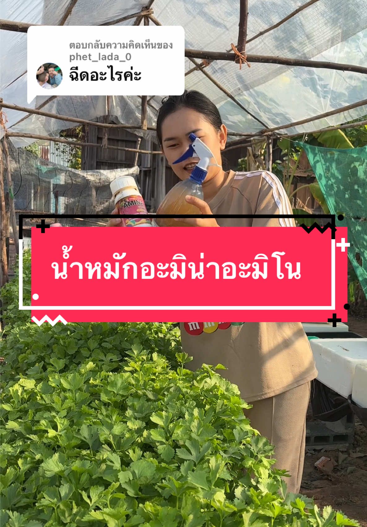 ตอบกลับ @phet_lada_0 ปิมกำลังฉีดน้ำหมักอะมิน่าอะมิโนค่ะ เขาเป็นอาหารเสริมของพืชทางใบ😊🌱✅ #ฟาร์มสุขของปิมปิม #มือใหม่หัดปลูกผักสลัด🥬🍀 #มือใหม่หัดปลูกผักไฮโดรโปรนิกส์ #ปลูกผักในกล่องโฟม #ปลูกผักไฮโดโปนิกส์ #อะมิน่า #อะมิน่าบํารุงผักโตเร็ว #อะมิน่าใส่ผักไฮโดร #อะมิน่าอะมิโนน้ําหมักปลา #อะมิน่าอะมิโนน้ําหมักปลา #อะมิน่าใช้ยังไง 