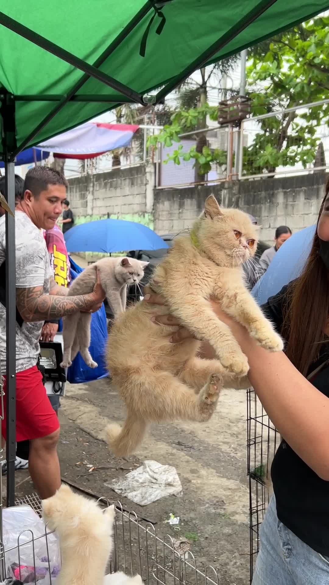 Mga pusang binebenta sa bucaue pet market #aronvlogs #pets #cats #cat #catlover #petmarket #bucaue 