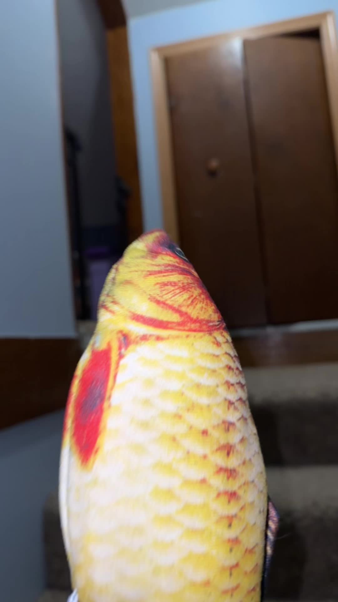 Anyways. I better sell some things off my showcase so I can afford the therapy he will need from a cat toy. Can’t wait to tell that story when he gets older. Of all the things to be scared of this was not on my bingo card🤦‍♀️😂 #cattoy #fish #realistic 