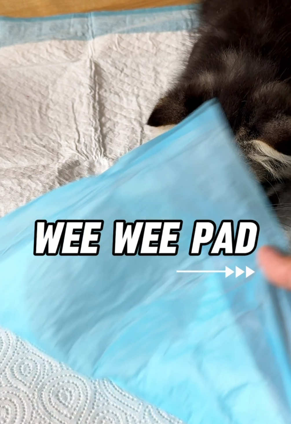 Rasa selamat sikit kalau nak pergi mana2 takut kucing terkencing. Kalau letak kat sangkar pun senang nak cuci! Ada dua size boleh check kat beg kuning! #cat #kucing #kenzo #Majibu #weeweepad #padkucing #pamperskucing