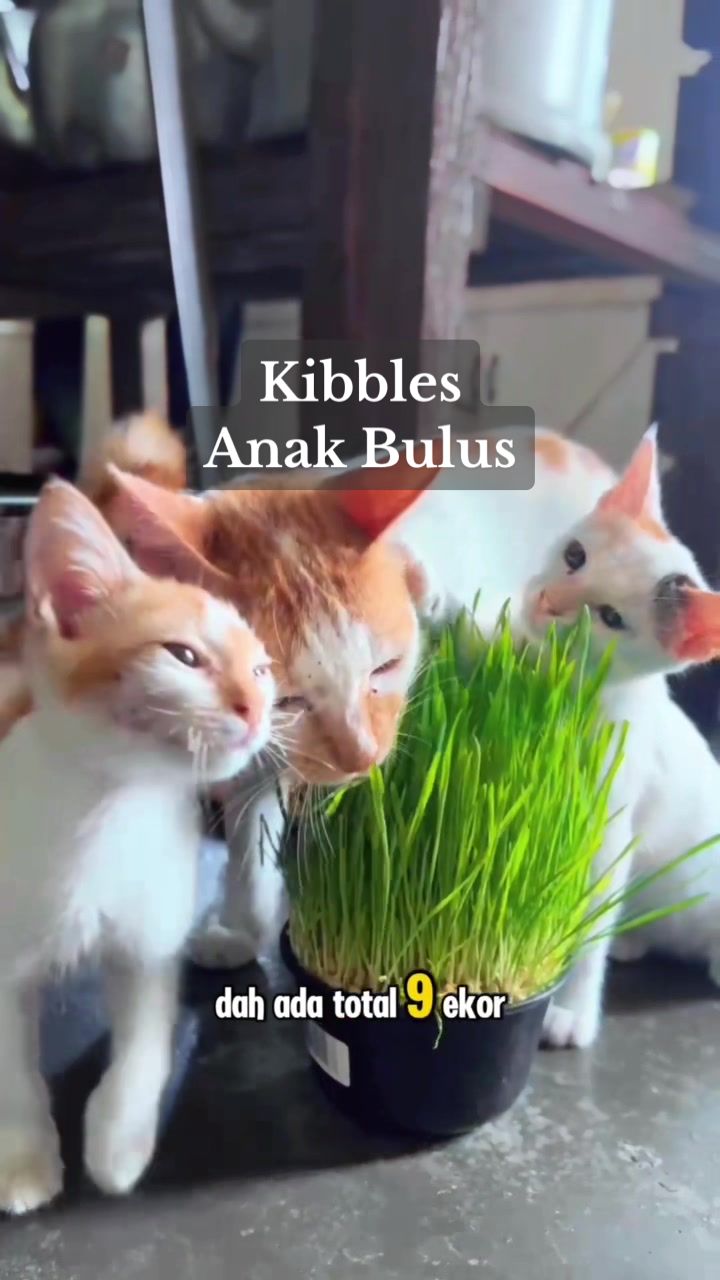 Mula2 ada sekor straycat yg duduk kat pondok belakang rumah, hari2 dtg singgah kat dapur kita bagi makan je dari jauh. Dalam setahun setengah mcm tu dah jadi 9!!  Sekarang ni emak2 kucing dah mati/hilang. Yang tinggal anak2nya 8 boy & 1 girl. Meriah ya!! Rezeki dtg bermacam cara dan bentuk🫶🏻 Kita bagi budak2 ni satu jenis kibbles je sebab dia utk mcm2 peringkat umur, jadi tak susah nak belikan dua jenis kibble utk yg abang2 dan adik2. Yg penting nutrisi dia complete.  Begitulah bicara emak2 kucing 🤭 #kibbles #petuniversenourish #catfood @Pet Universe NOURISH 