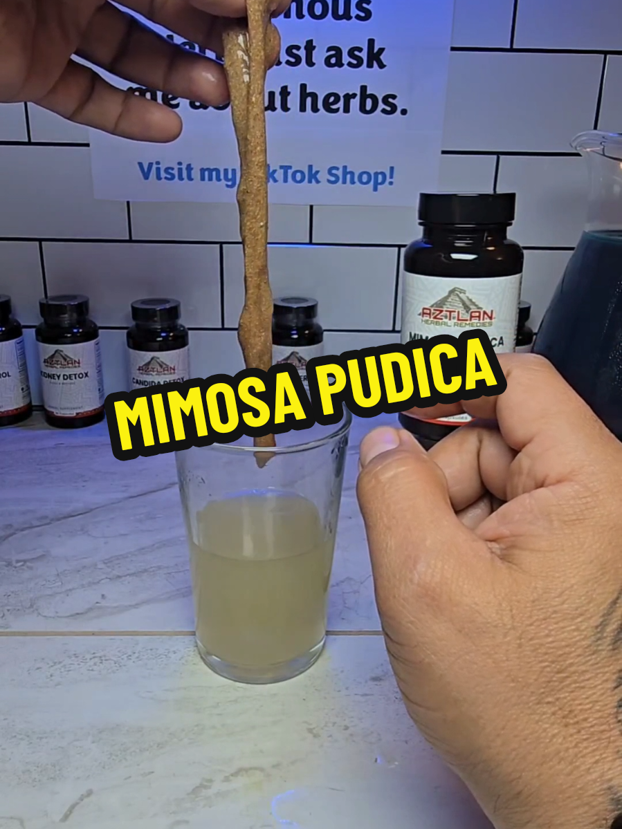 🪱 Familia, it's time to flush those parasites out! Mimosa Pudica is one of the most powerful herbs for parasite cleansing—and yes, the sticky, gel-like texture you see in the video is the binder! It grabs onto parasites, toxins, and junk in your gut and pulls them out. But that’s not all—Mimosa Pudica also supports: Gut repair and intestinal wall health Immune system balance Reduced bloating and inflammation Better digestion and nutrient absorption We recommend doing a full 60-day parasite cleanse once a year—just like an oil change for your body. Three bottles will support you for the full 60 days. Buy more, save more—available now on our website. Visit us in-store or call us at 424-228-8646 Aztlan Herbal Remedies 21720 S Vermont Ave Ste 111 Torrance, CA Or shop online at www.aztlanherbalremedies.com #MimosaPudica #ParasiteCleanse #HerbalDetox #GutHealing #NaturalRemedies #IndigenousHealing #CleanGut #DetoxNaturally #Parasites #HolisticHealth #AztlanHerbalRemedies #HealWithHerbs #IntestinalHealth #TraditionalMedicine #GutReset
