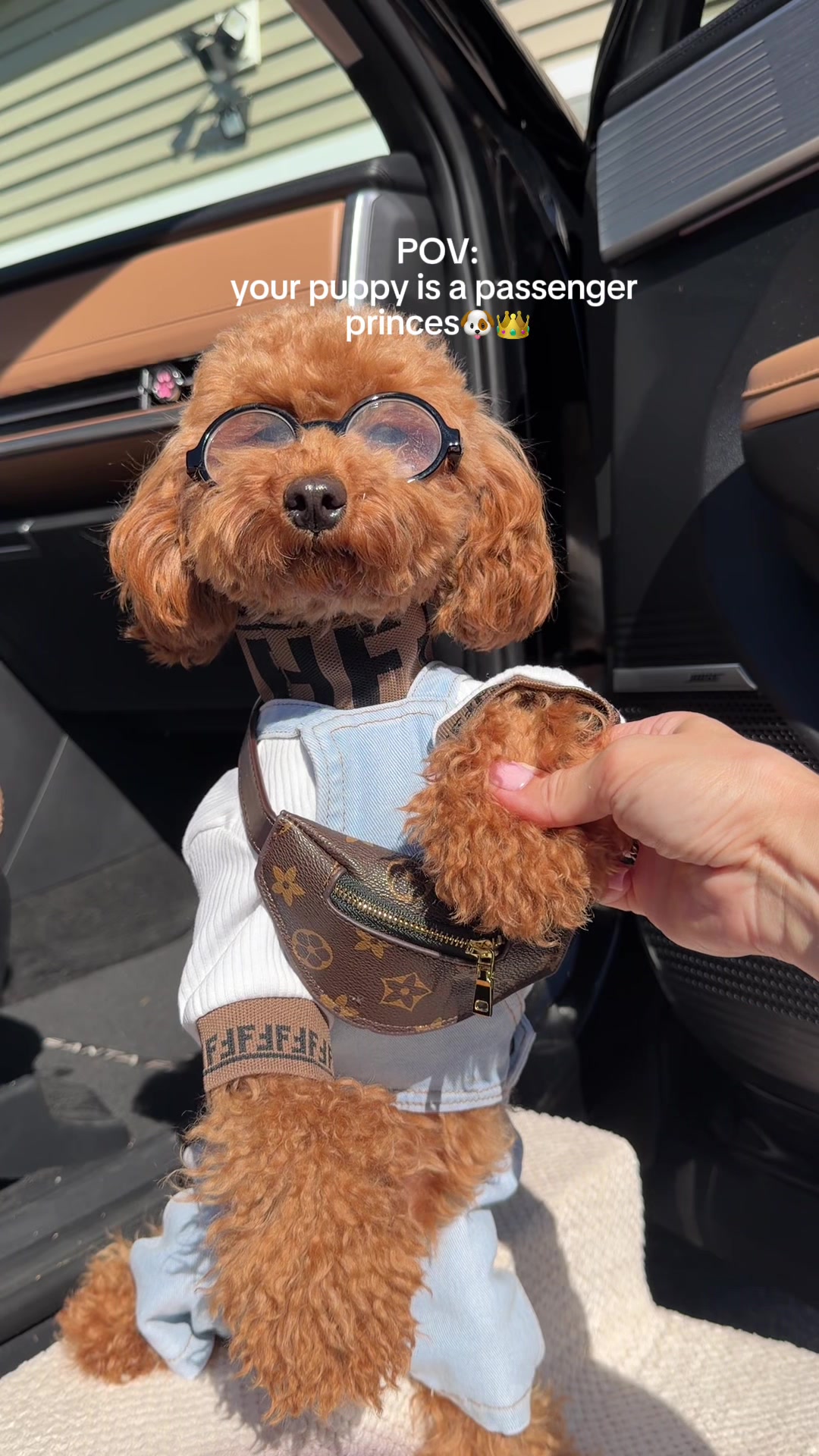 Setting up my puppy’s very first fall 🍂🐶 #dog #puppy #asmr #LuckInNYC