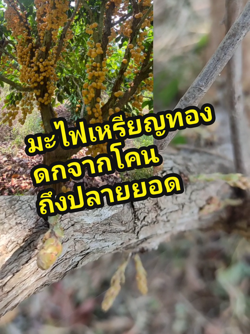 มาใส่เหรียญทองดกตั้งแต่โคนจนถึงปลายกิ่ง#มะไฟ #มะไฟเหรียญทอง #มะไฟทองสยาม #ต้นมะไฟเหรียญทอง #ต้นมะไฟกิ่งตอน #ผลไม้ทนแล้ง #ผลไม้ตรุษจีน #ปลูกผลไม้กินเอง #ผลไม้น่าปลูก #สวนผลไม้ #ผลไม้เงินล้าน 