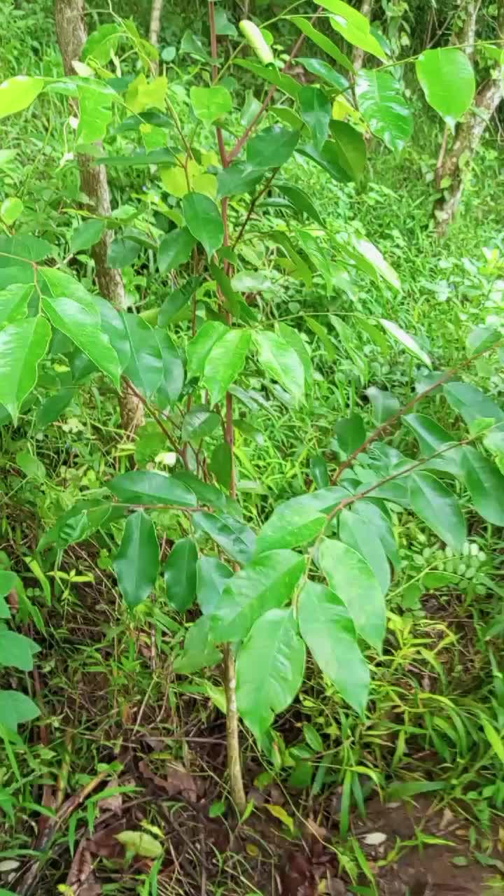 IaInilah ciri2 pohon gaharu yg asli #ciriciri#pohon#gaharu#yang#asli#rekomendasi#bibit#pohon#gaharu#asli#bibittanaman#masukfyp#masuk#keranjangkuning#masukberandafyp#fyppppppppppppppppppppppp#for#you#foryourpage#zxycba