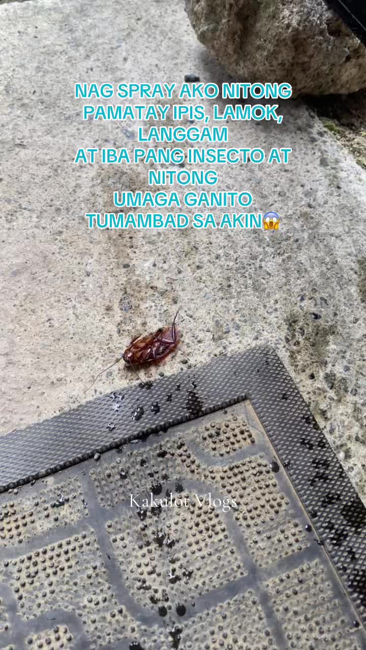 NAG SPRAY AKO NITONG PAMATAY IPIS, LAMOK, LANGGAM AT IBA PANG INSECTO AT NITONG UMAGA GANITO TUMAMBAD SA AKIN😱 #insecticide #pesticides #insects #lamok #langgam #daga #ipis #outdoor #indoor #sprayinsecticide #insecticidespray #flyspray #fyp #trend 