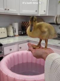 It’s bath time! #duck #ducklings #duckmom #bathtime #fyppppppppppppppppppppppp