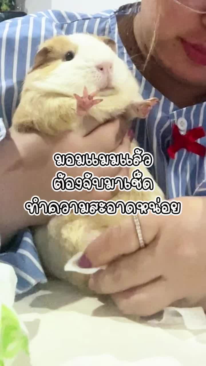 เช็ดๆๆๆ 🫶 #จูดี้แกสบี้ #หนูแกสบี้ #สัตว์เลี้ยง #แกสบี้ #คนเลี้ยงสัตว์ #สัตว์เลี้ยงtiktok #ของใช้สัตว์เลี้ยง🐾 #ทิชชู่เปียก #ทิชชู่เปียกสัตว์เลี้ยง #ของใช้ติดบ้าน #ของใช้จําเป็น 