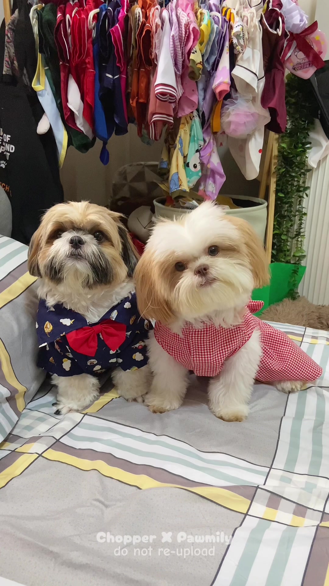 Earthquake tips ng mga furbebi. 🐶🐶 Emergency whistle is a must have ✨ #dogsoftiktok 