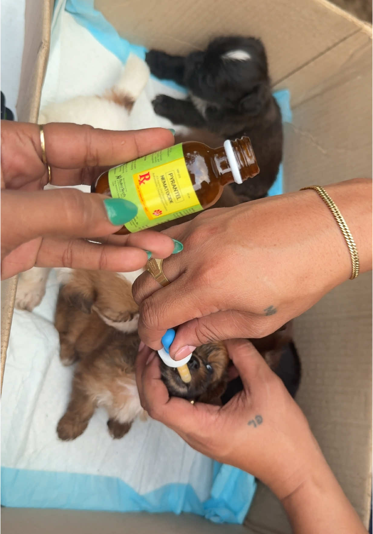 deworming out little munchkins #fyp #shitzu #dogsoftiktok #dewormer #nimatocide 