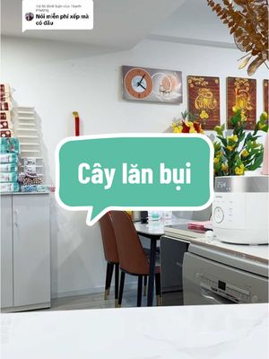 Trả lời @Thanh Phượng Cây lăn bụi kèm 10 lõi chỉ 45k #lanbui #caylanbui #caylanbuiquanao #huuloi339 #xuhuong 