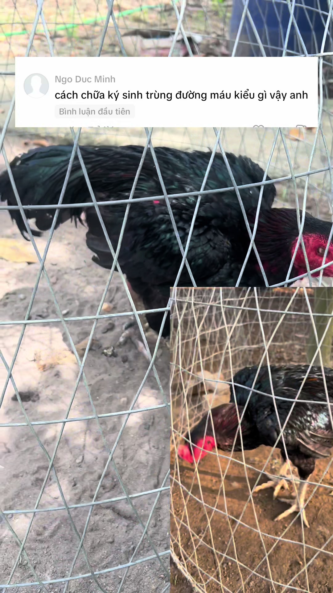 Gà bị kst #?gachoivietnam🐓🐓🐓 #?gachoivietnam🐓🐓🐓gachoivietnama #benhgachoi #quyenbavi #bottomquyenbavi #?gachoivietnam🐓🐓 #gachoivietnam #?gachoivietnam🐓🐓🐓gachoivietnam 