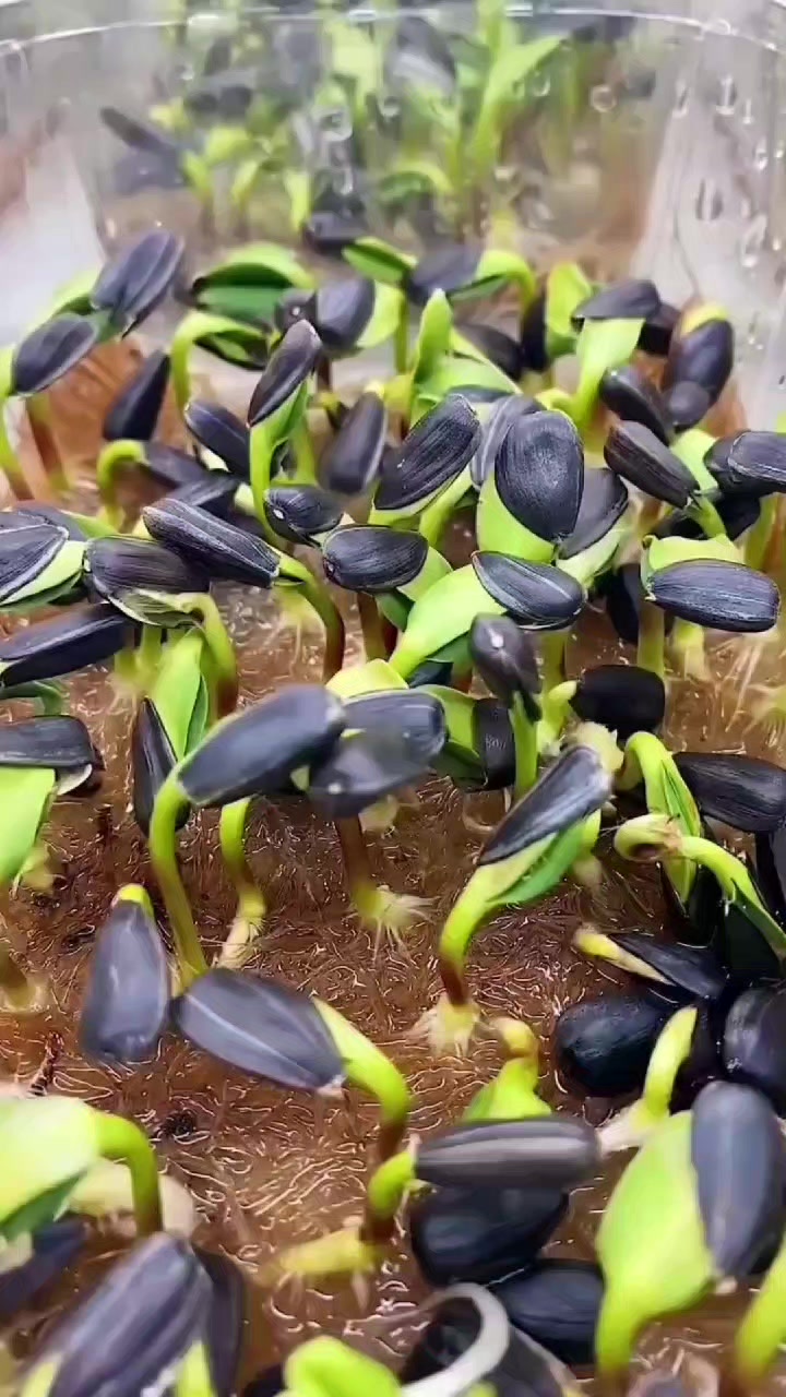 Peria boleh makan macam buah, rangup, berjus & berkhasiat! #PeriaEpal #TanamSayur #petanimoden 