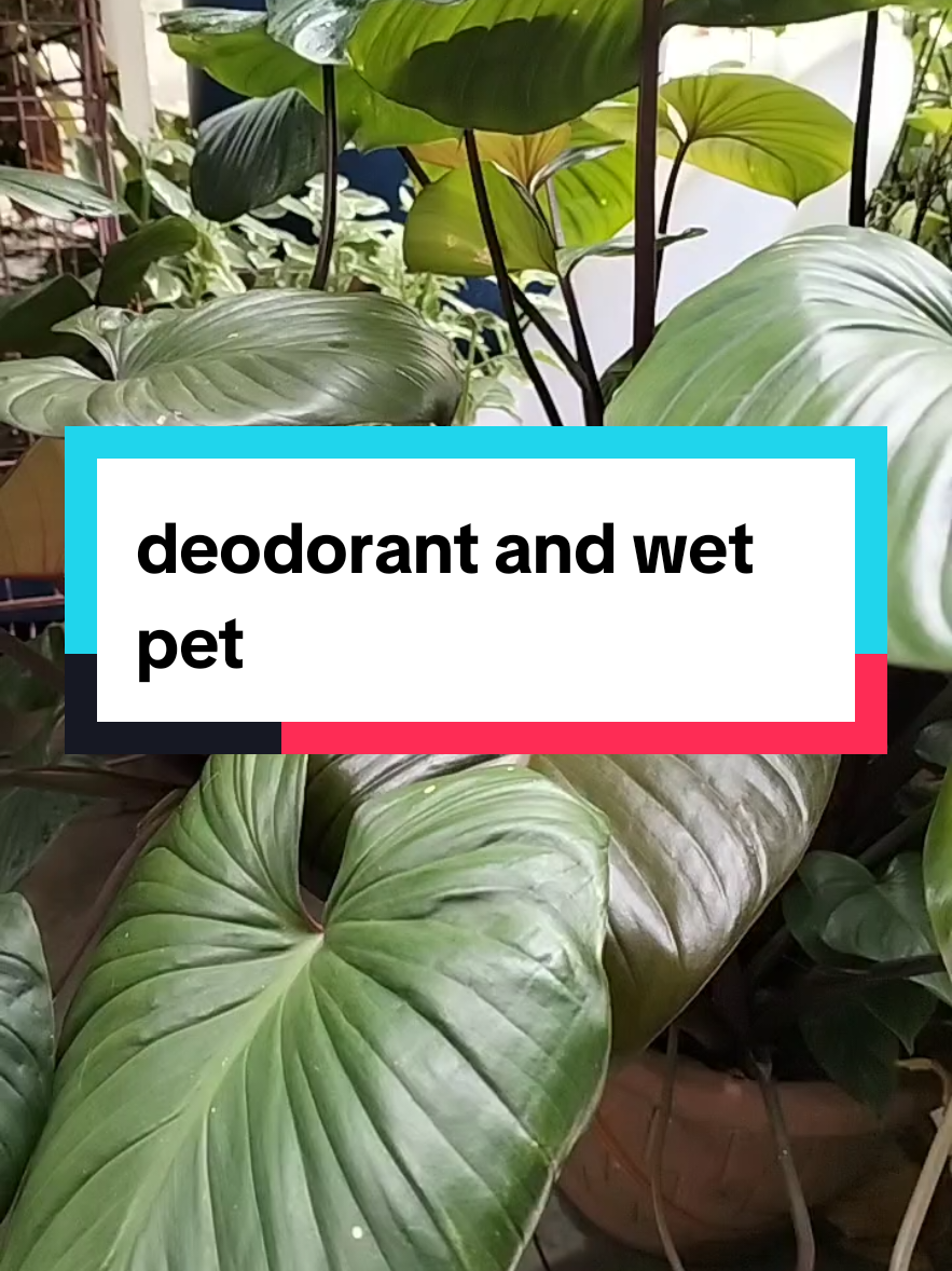 Hanya peminat sahaja yg boleh login hahaha...tolong share sahabat bulus saya nohh.. #pet #deodorant #wet 