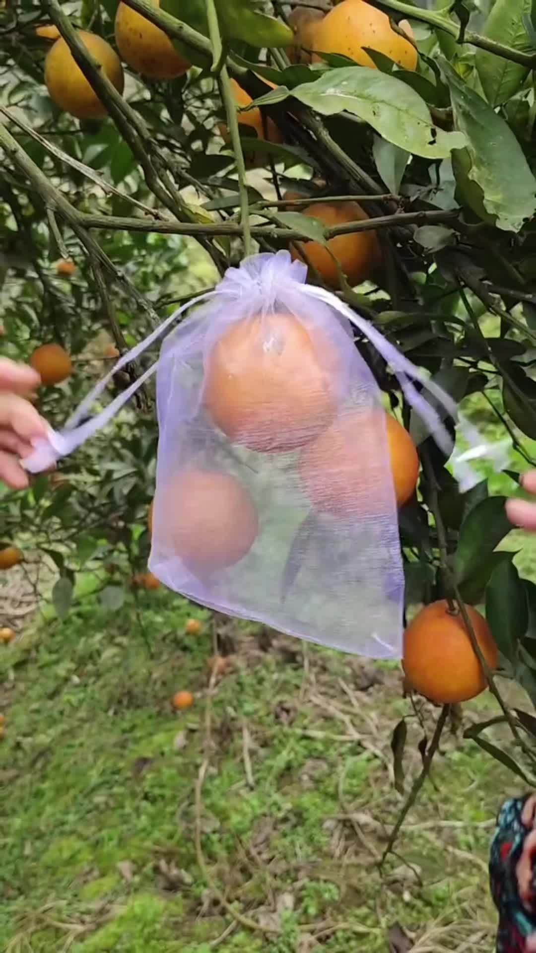 Túi bọc trái cây bằng vải không dệt rất nhẹ nhiều kích thước cho nhiều loại quả khác nhau, giúp bảo vệ trái cây khỏi côn trùng #tuiboctraicay #tuibaovetraicay #tuiboctraicayanhduong #tuiboctraicaytranhcontrung #tuibochoaqua #tuibocqua 