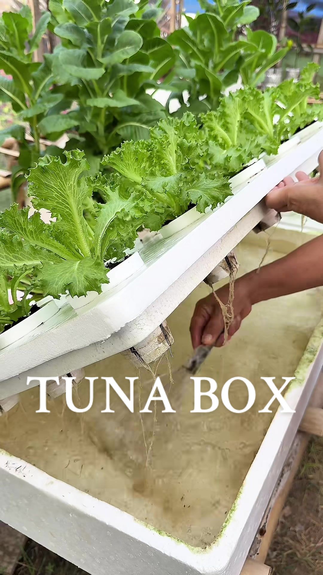 Hydroponics is a method of growing plants without soil, using nutrient-rich water instead.  #tunabox #hydroponics #lettuce #farming #gardening #hydroponicsfarming 