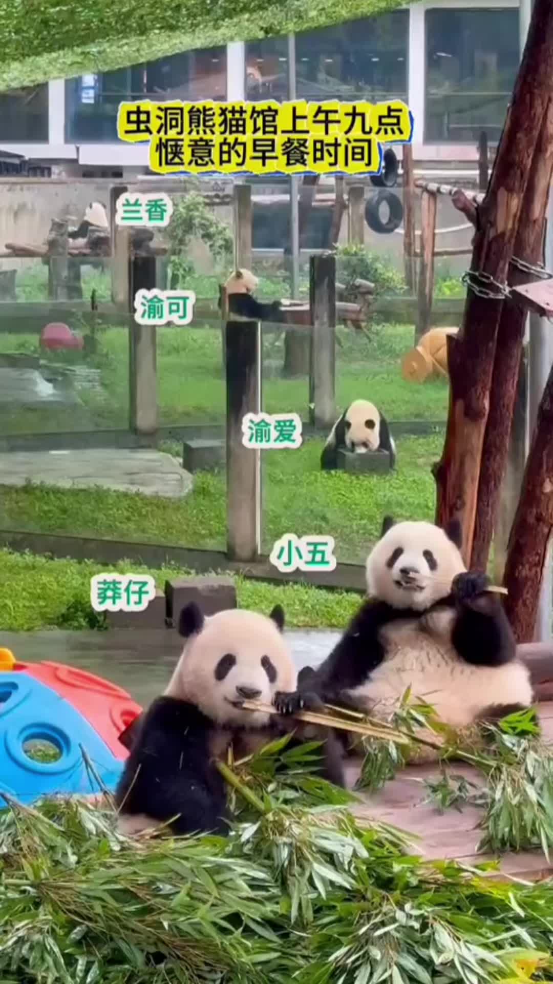 Five pandas in one shot, what a pleasant morning #panda #熊猫 #pandababy #pandapuppy #pandasoftiktok #cute #fun #cuteanimals 