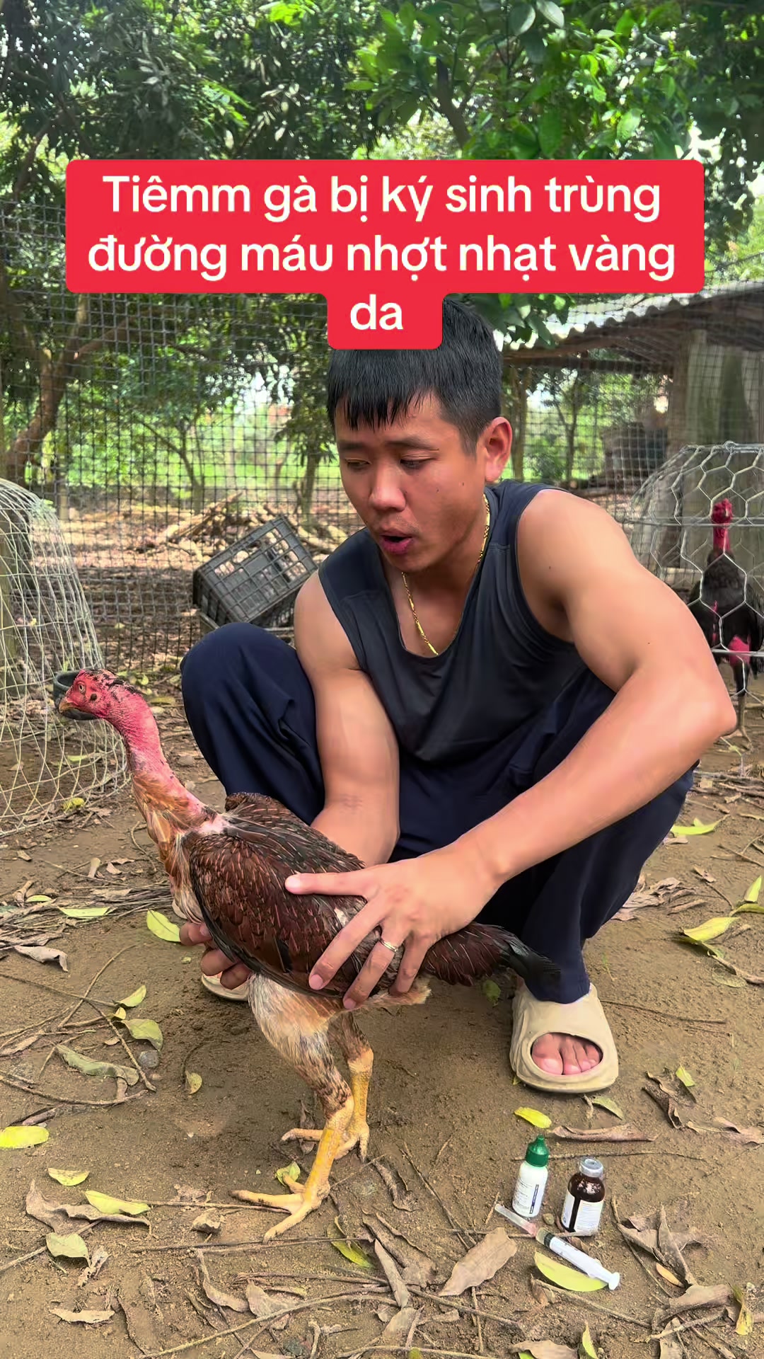 Gà nhợt nhạt vàng da teo lườn #?gachoivietnam🐓🐓🐓 #?gachoivietnam🐓🐓🐓gachoivietnam #?gachoivietnam🐓🐓 #gachoivietnam #quyenbavi #bottomquyenbavi #benhgachoi 