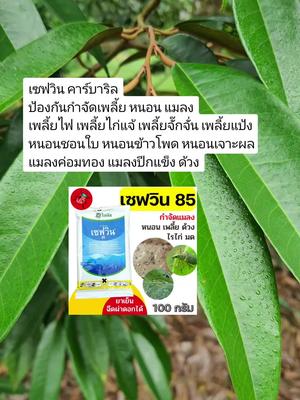 เซฟวิน คาร์บาริล ป้องกันกำจัดเพลี้ย หนอน แมลง เพลี้ยไฟ เพลี้ยไก่แจ้ เพลี้ยจั๊กจั่น เพลี้ยแป้ง หนอนชอนใบ หนอนข้าวโพด หนอนเจาะผล แมลงค่อมทอง แมลงปีกแข็ง ด้วง #ฟาร์มหลังบ้านการเกษตร #เซฟวิน85 #คาร์บาริล #ยาแมลง #ยาหนอน #ยาเพลี้ย #แมลงปีกแข็ง #แมลงค่อมทอง #หนอน #ยาเพลี้ย #เพลี้ยไฟ #เพลี้ยไก่แจ้ #เพลี้ยจั๊กจั่น #เพลี้ยอ่อน #เพลี้ยกระโดด #สวนทุเรียน