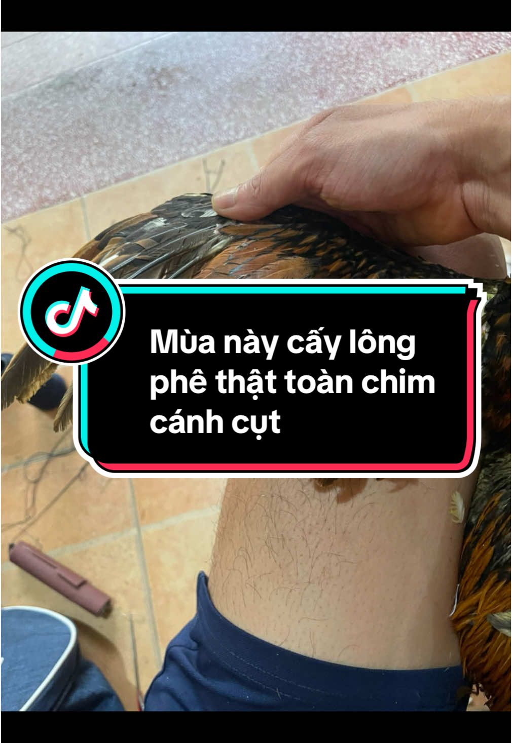 Chủ không nhận ra gà lun.#gàchiến #gàchọi #gà_chọi_việt_nam #gàchoivietnam🇻🇳 #?gachoivietnam🐓🐓🐓 @