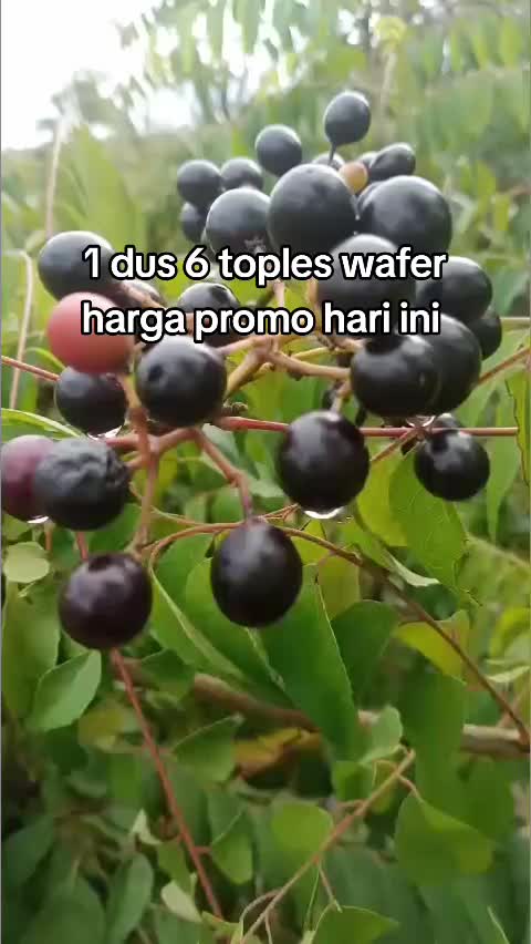 1 dus 6 toples wafer harga promo #wafer 