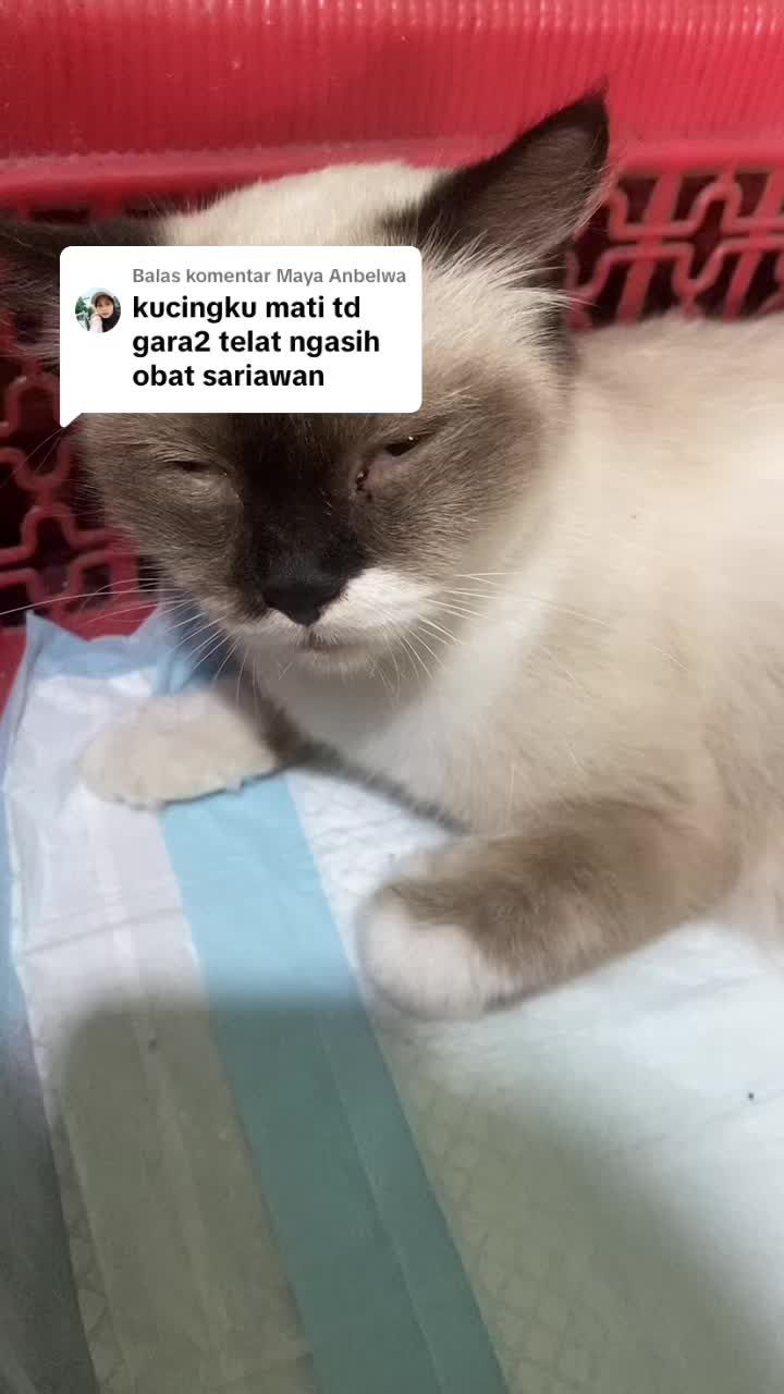 Membalas @Maya Anbelwa turut berduka kk, yg sabar ya.. buat kalian yuk sedia dental drops buat jaga jaga kalo kucing kalian mengalami sariawan🥹🥲 #catsoftiktok #catlover #kucing #pecintakucing #nobuandthegank #dentaldrops #obatsariawankucing #kucingsariawan #radangmulutkucing #catapaw #fyp 